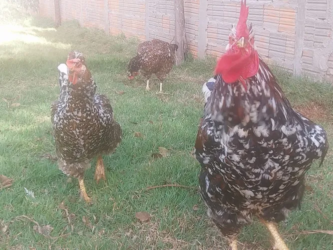 Venda de GSB BALÃO de ótima genética