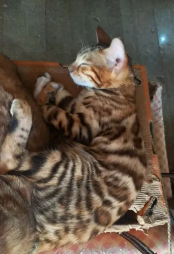 BENGAL c PEDIGREE