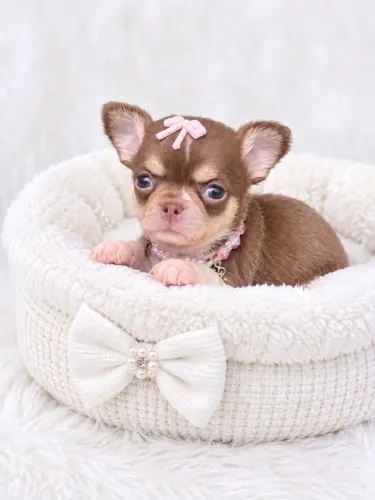 Chihuahua fêmeas e macho pedigree