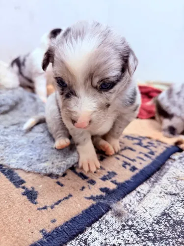 Border Collie