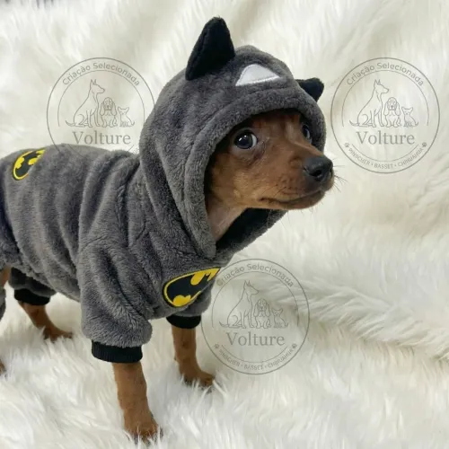 Pinscher menor tamanho pequenos e dóceis