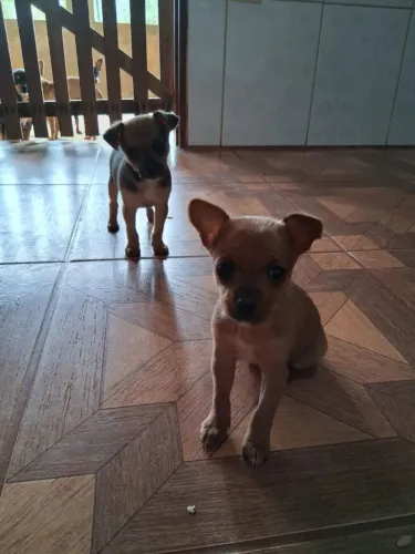 Cachorrinho