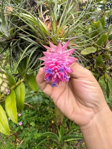 Mudas de bromélia air plant, tillandsia