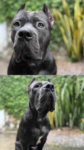 Filhote de Cane Corso
