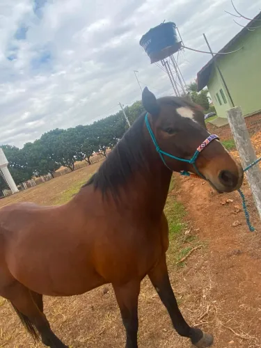 Cavalo quarto de milha pelagem castanho