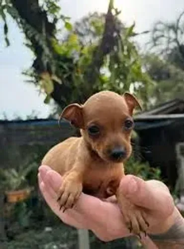 chihuahua dos pequenos 