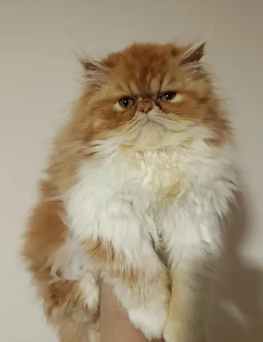 Gato Persa Femea