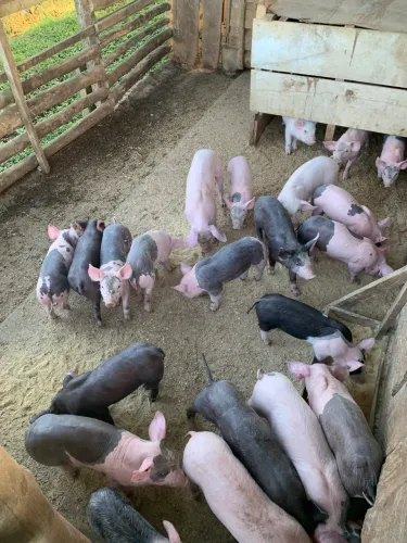Leitões a venda 