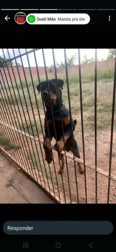 Filhotes Rottweiler