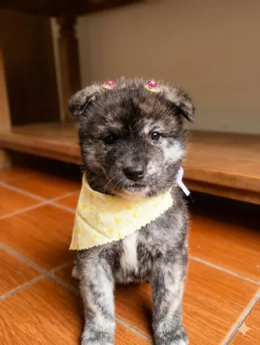 Akita Inu fêmea