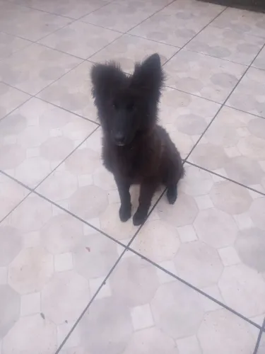 Animal de estimacao