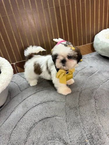 Shihtzu fêmea