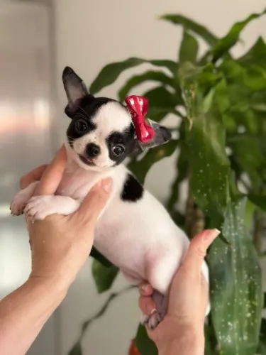 Chihuahua Fêmea!! Uma Bela Pêlo Curto.