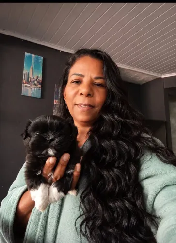 ? FILHOTE DE SHIH TZU MACHO À VENDA ?