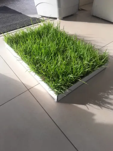 Caixa com grama virgem para pets