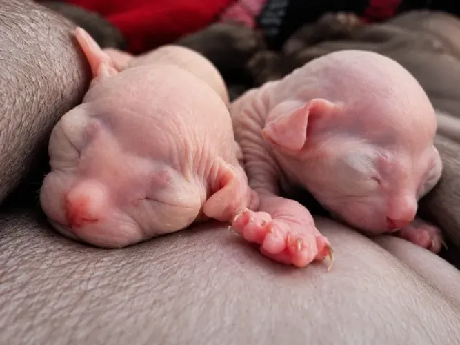 Sphynx filhotes - conferir machos e femeas