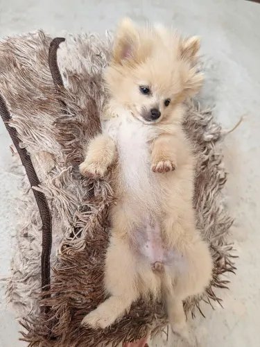 Spitz Alemão ANÃO FÊMEA