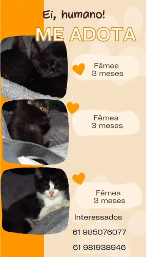 Gatinhas dóceis para adoção 