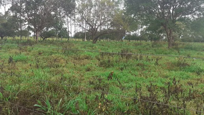 Fazenda em Porto Nacional. 125 mil por alqueire.