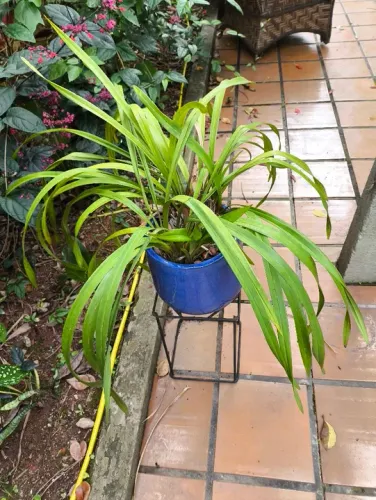 Vaso azul de porcelana de Planta Orquídea