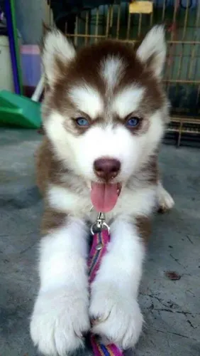 Filhote Husky Siberiano com cães vc não precisa mais de um amigo 