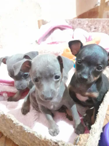 Vendo cachorrinho pinther 