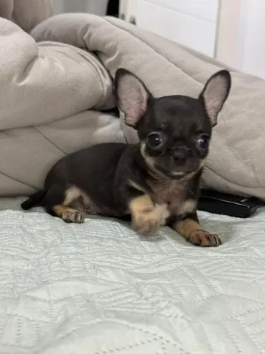 Chihuahua adquira o seu conosco!