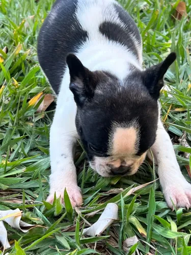 Bulldog Francês lindo e inteligente