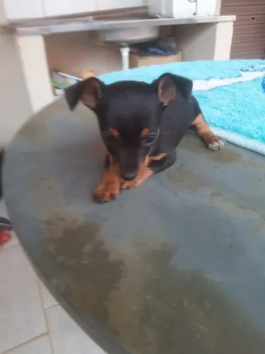 Vende Se uma cachorrinha da raça Pincher