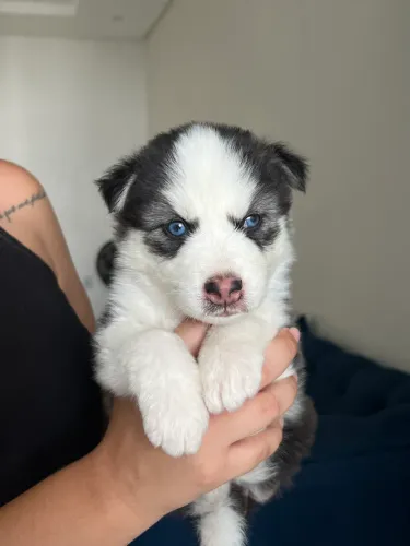 Vendo filhote de Husky 