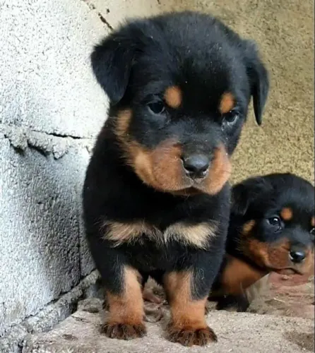 Filhotes Rottweiler macho e femea leve um casal para sua casa 