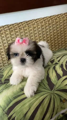 Lhasa Apso maravilhoso, e doceis, ideal para crianças