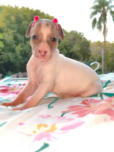 Galgo Italiano Fêmea*Italiano Greyhound/Pequeno Lebrel Italiano