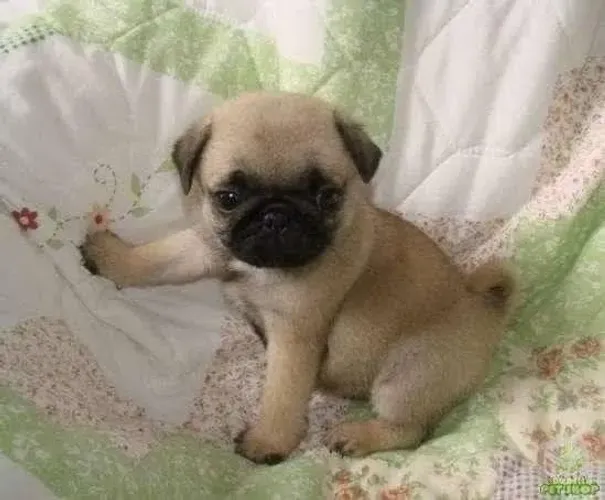 Filhote de Pug