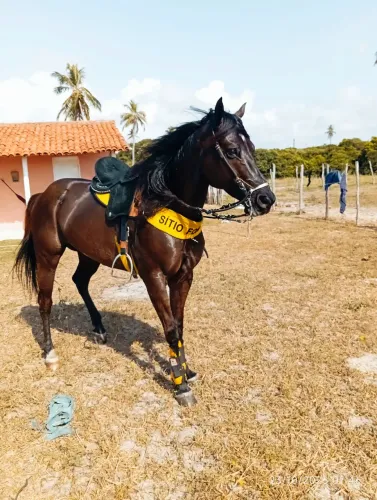 Cavalo QM