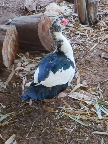 Pato vendo