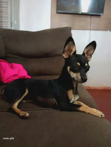 Filhote de Pinscher