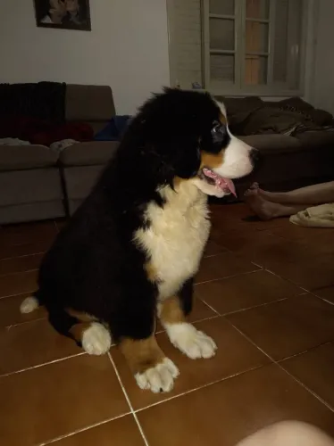 Bebês berneses