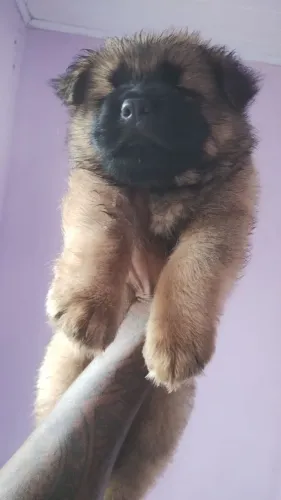 Filhote de Chow Chow
