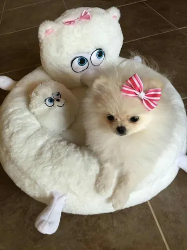 Spitz alemão Uma companhia para compartilhar a vida