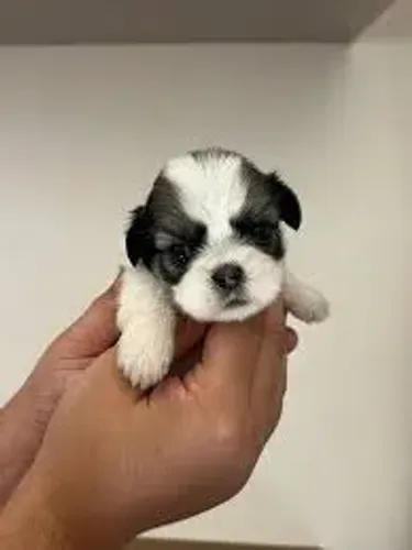 Cachorro Shitzu