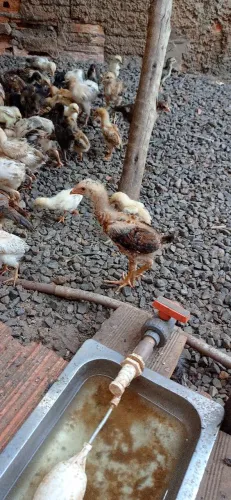 Vendo pintinhos caipira