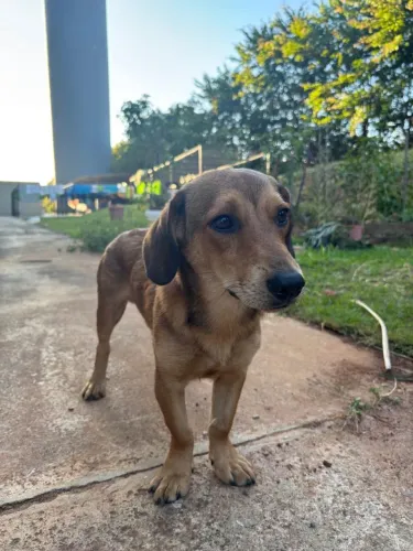 Doação de pet parece ser filhote