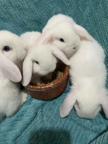 Filhote Coelho Mini Lop