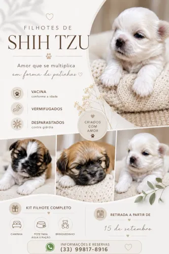 Shih Tzu