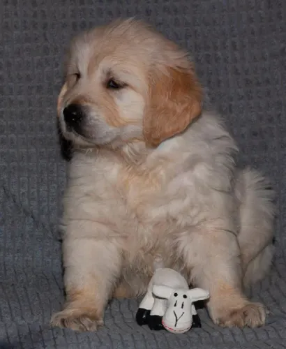 Filhotes de Golden Retriever | Pequenos amigos para grandes aventuras!