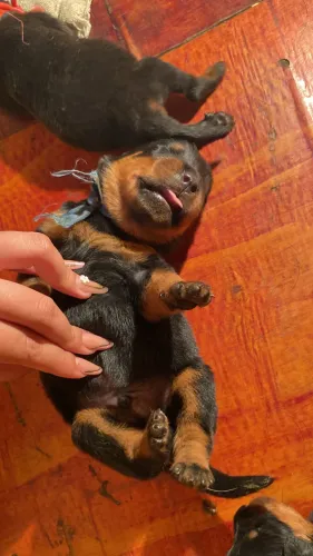 Rottweiler