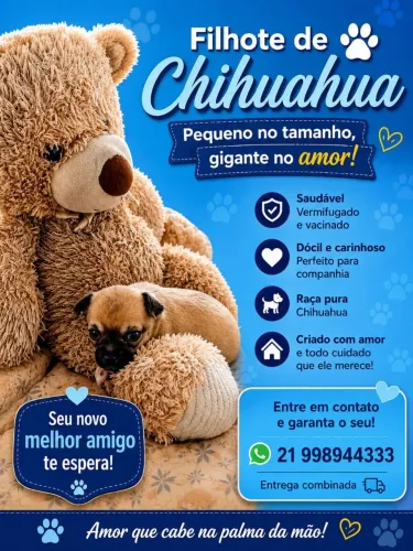 Chihuahua a venda!