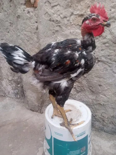 Frango Polaco Balão 