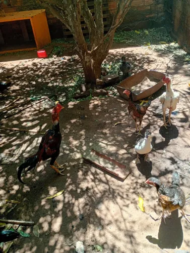 Galinha e galo índio